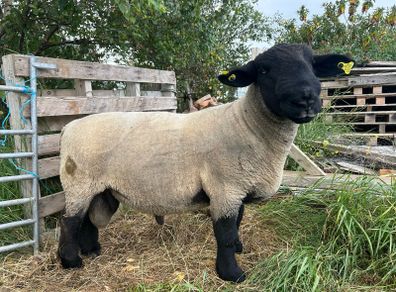 suffolk ram