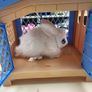 Pets Alive Rabbit Cage Image 2