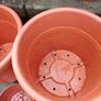 Pot Image 7