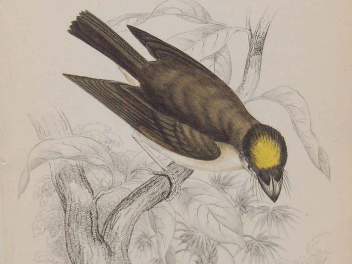 Yellow Crested Flat Bill William Jardine 1838
