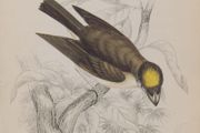 Yellow Crested Flat Bill William Jardine 1838