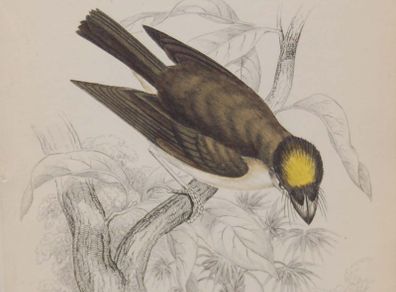 Yellow Crested Flat Bill William Jardine 1838
