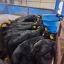 Angus calves Image 3