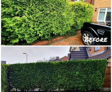 Landscaping hedge trimming