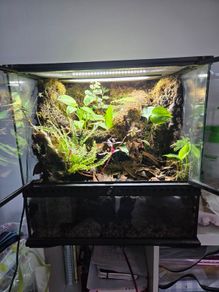 Complete Bio Active Terrarium