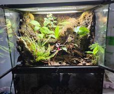 Complete Bio Active Terrarium