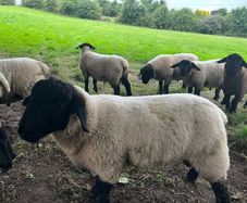 Suffolk rams for sale