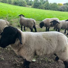 Suffolk rams for sale