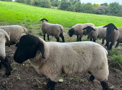 Suffolk rams for sale