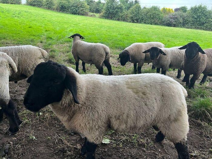 Pedigree Suffolk rams for sale