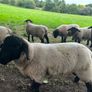 Pedigree Suffolk rams for sale Image 3