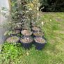 Ash trees Image 4
