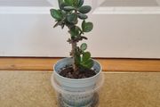 Tall Jade plant