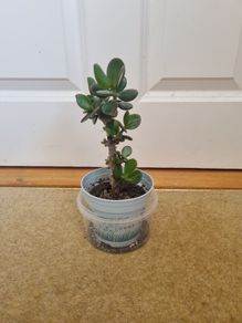 Tall Jade plant