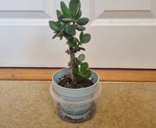 Tall Jade plant