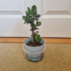 Tall Jade plant
