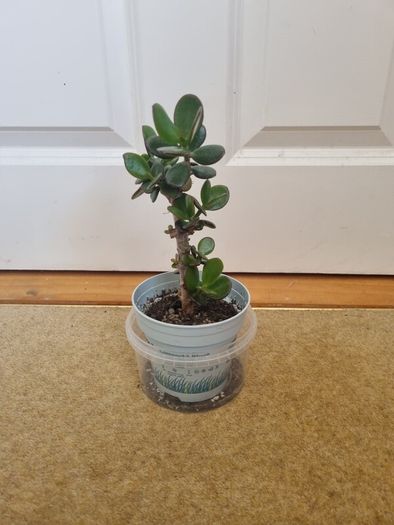 Tall Jade plant