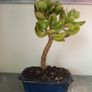 Bonsai Easy Care Indoor #6 Image 2