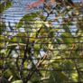 Anti Bird protection netting Image 6