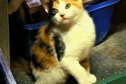 kitten
