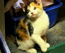kitten
