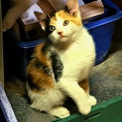 kitten