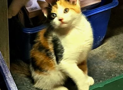 kitten