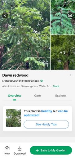 free tree to take away