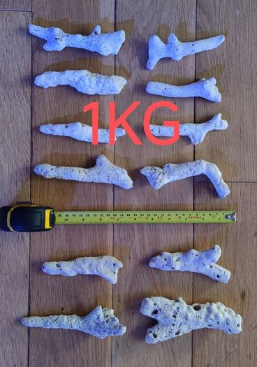 Dead Branching Natural Coral Rocks