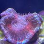 Fish tank Image 8