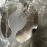 Sigur Ros - ( )   Untitled Image 10