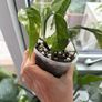 epipremnum variegata Image 3