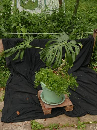 Indoor Plants - Monstera Deliciosa & Aloe Vera