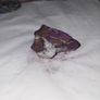 Iron manganese specimen Image 4