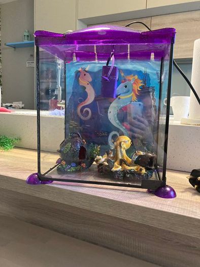 Fish Tank with Water Filtration Mini Aquarium
