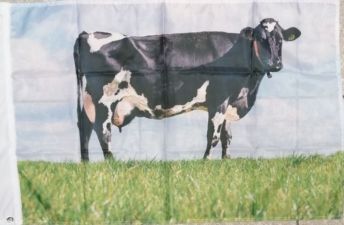 Fresian cow flag