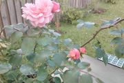 Rose  plant