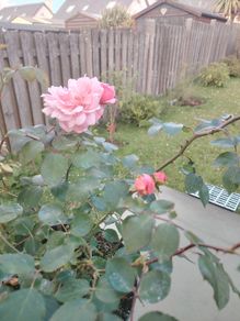 Rose  plant