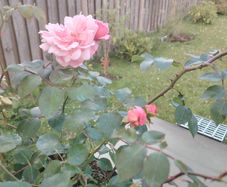 Rose  plant