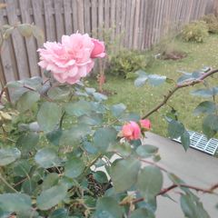 Rose  plant
