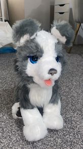 interactive dog