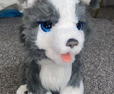 interactive dog