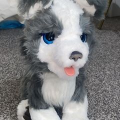 interactive dog