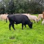 Angus teaser bull Image 5