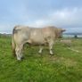 Charolais bull Image 3