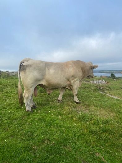 Charolais bull
