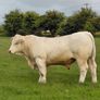 Pedigree charolais Image 9