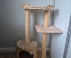 cats scratching pod