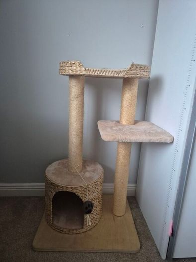 cats scratching pod