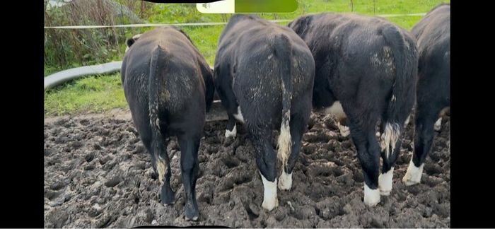 8 Bulls for sale